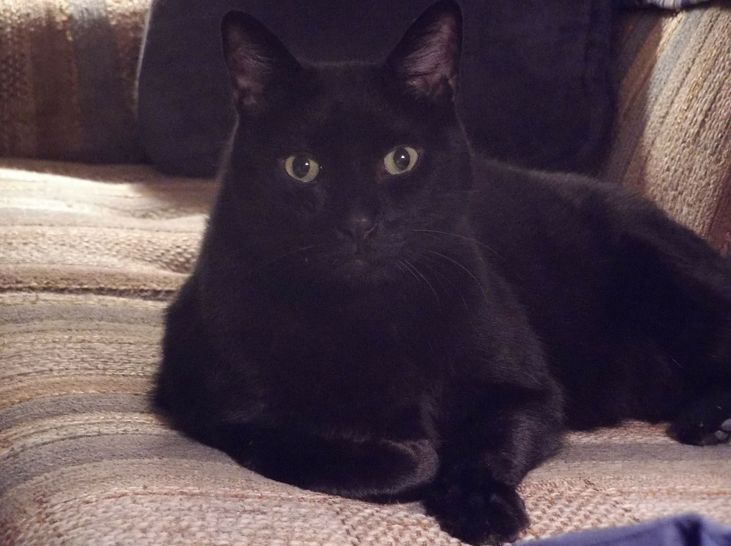 Pic of the Litter: Scooter Rogers